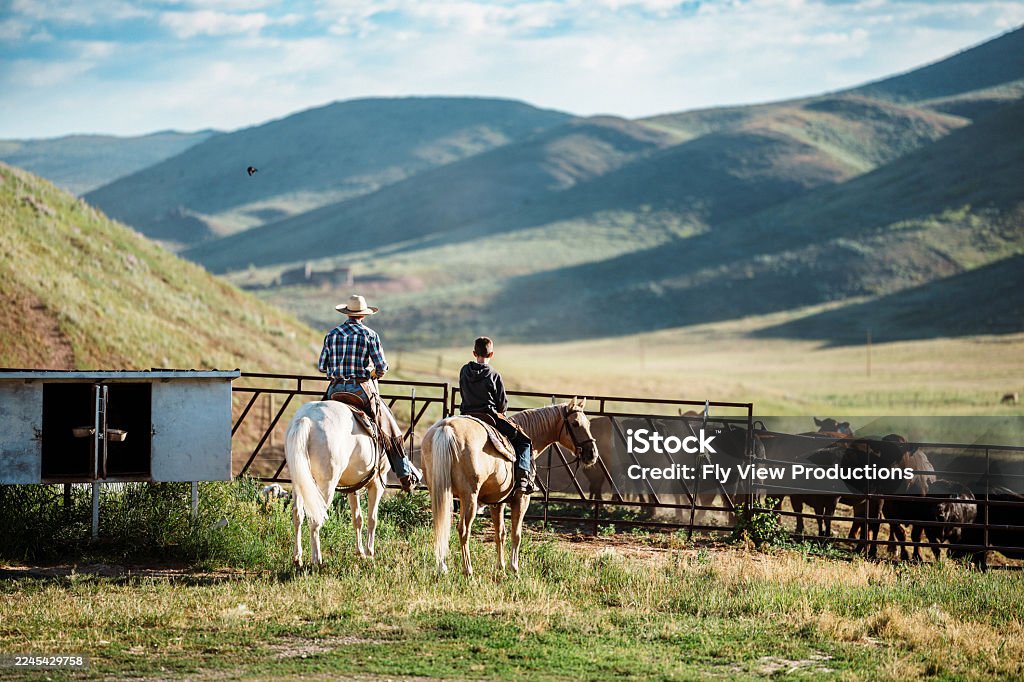 A rancher and his son work together on horseback, guiding cattle through the corral as sunlight spills over the green hills of their family ranch.